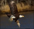 _2SB1966 american bald eagle